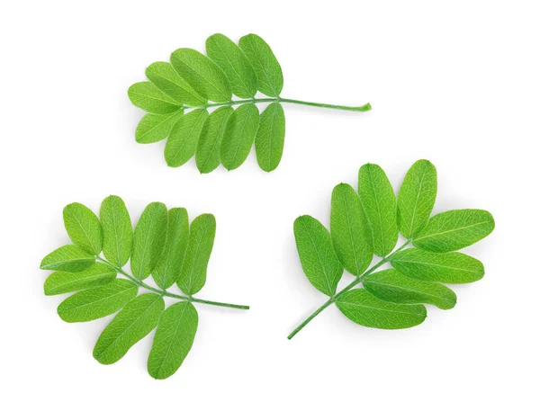 Feuille verte d'acacia isolée sur fond blanc avec chemin de coupe et pleine profondeur de champ. Vue de dessus. Pose plate — Photo