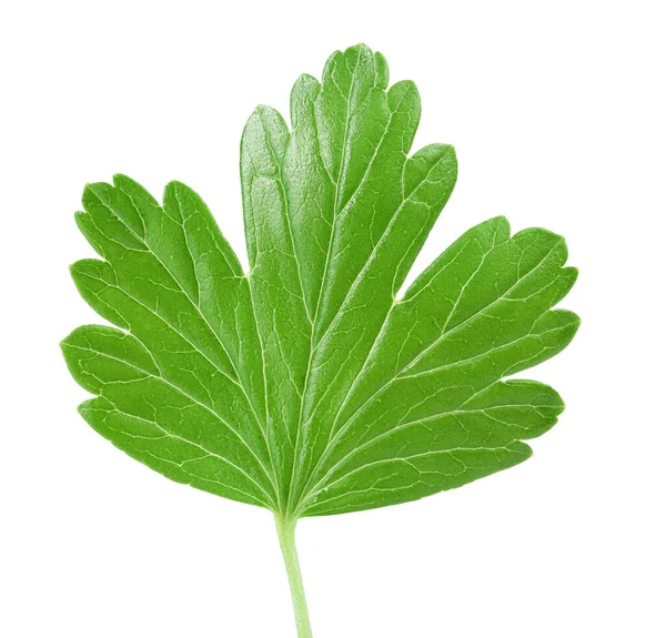 Gooseberry leaf isolated on white background with clipping path and full depth of field. Top view. Flat lay — Stock Photo, Image