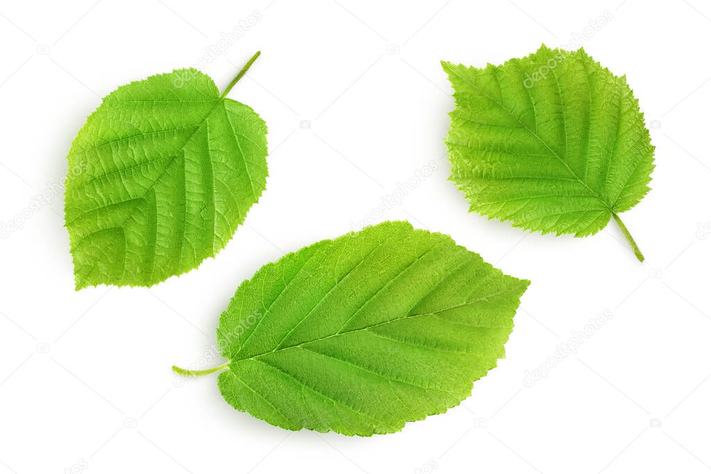 Hazelnut leaf isolated on a white background with clipping path