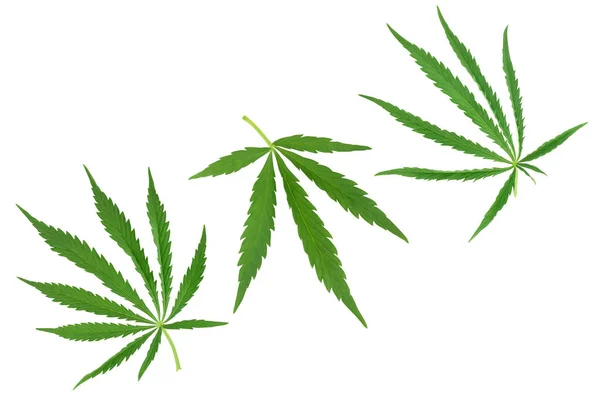 Cannabis levél elszigetelt fehér háttérrel, felső nézet. Lapos fekvés. Készlet vagy gyűjtemény — Stock Fotó