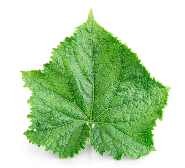 Hoja de pepino aislada sobre un fondo blanco con trayectoria de recorte y profundidad total de campo —  Fotos de Stock