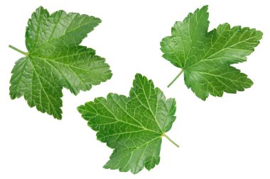 kuşüzümü yaprağı, kırpma yolu ve tam derinlikteki beyaz arkaplanda izole edilmiş. Üst Manzara. Düz yatıyordu