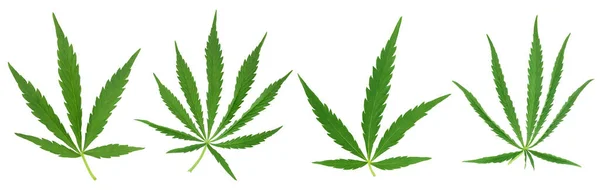 Cannabisblad geïsoleerd op witte achtergrond, bovenaanzicht. Plat gelegd. Set of verzameling — Stockfoto