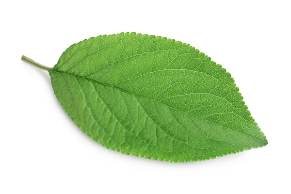 흰 배경에는 자두 잎이 분리되어 있고, 길이 나넓은 벌판이 있다. 위에서 본 모습. 나막신 — 스톡 사진