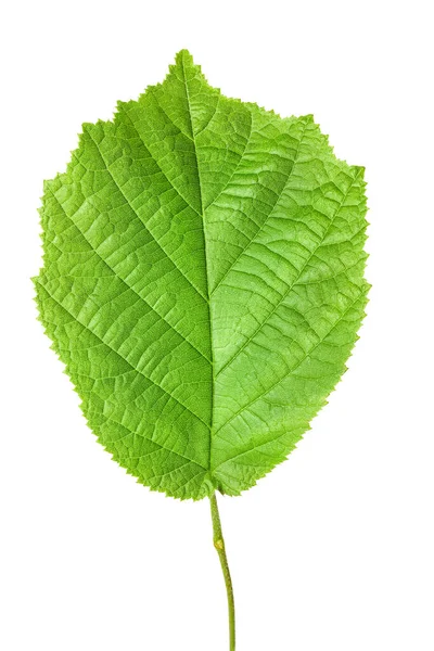 갈림길이 있는 하얀 배경에 고립되어 있는 하젤 넛 잎 — 스톡 사진