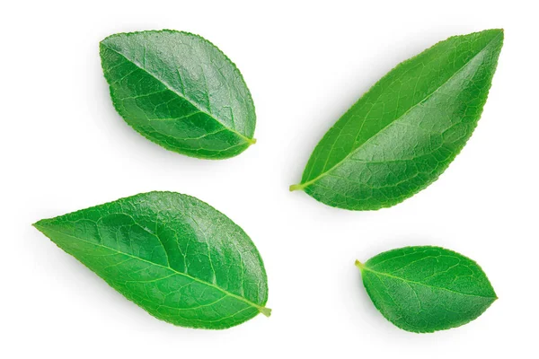 Feuille de myrtille ou de bleuet isolée sur fond blanc avec chemin de coupe et pleine profondeur de champ. Vue de dessus. Pose plate — Photo