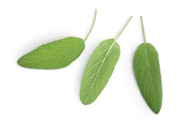 Bilge bitki yaprakları kesme yolu ile beyaz arkaplanda izole edilir. Üst Manzara. Düz yatıyordu