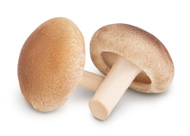 Taze Shiitake mantarı kırpma yolu ve tam derinlik ile beyaz arkaplanda izole edildi.