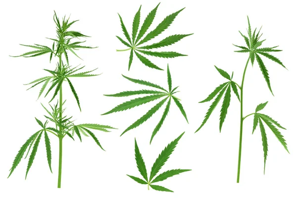 Foglia di cannabis isolata su sfondo bianco con percorso di ritaglio e piena profondità di campo — Foto Stock
