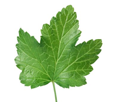 kuşüzümü yaprağı, kırpma yolu ve tam derinlikteki beyaz arkaplanda izole edilmiş. Üst Manzara. Düz yatıyordu