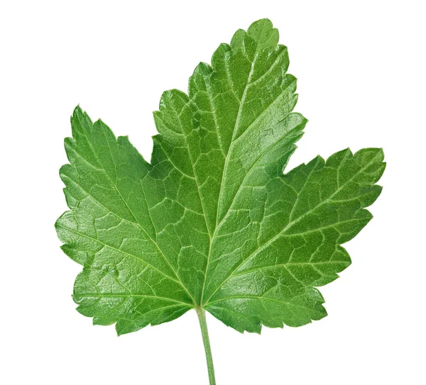 Currant leaf isolated on white background with clipping path and full depth of field. Top view. Flat lay — Stock Photo, Image