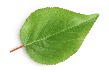 Kayısı yaprağı beyaz bir arkaplanda izole edilmiş. Kırpma yolu ve geniş bir alan. Üst Manzara. Düz yatıyordu