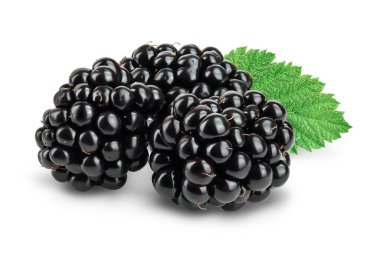 Yapraklı böğürtlen beyaz arka planda izole edilmiş. Kesme yolu ve tam alan derinliği