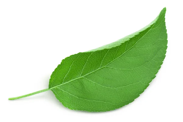 Apfelblatt isoliert auf weißem Hintergrund mit Schnittweg. — Stockfoto