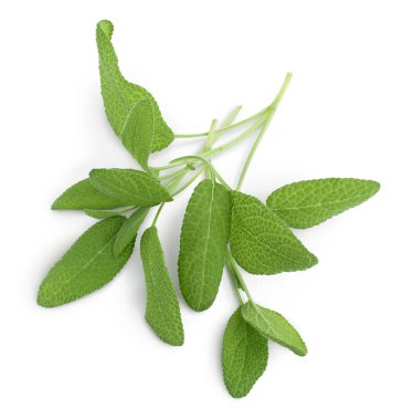 Bilge bitki yaprakları kesme yolu ile beyaz arkaplanda izole edilir. Üst Manzara. Düz yatıyordu