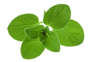 Kekik veya mercanköşk izole üzerinde beyaz arka plan bırakır.