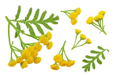 Tansy çiçeği ya da Tanasetum vulgare beyaz arka planda izole edilir. Üst Manzara. Düz yatıyordu.