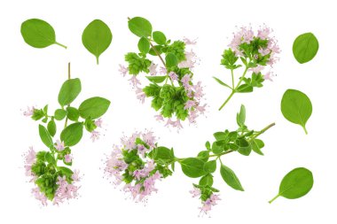 Çiçekli keklik otu beyaz arka planda izole edilmiş. Üst Manzara. Düz yatıyordu.