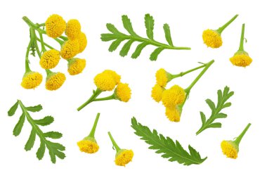 Tansy çiçeği ya da Tanasetum vulgare beyaz arka planda izole edilir. Üst Manzara. Düz yatıyordu.