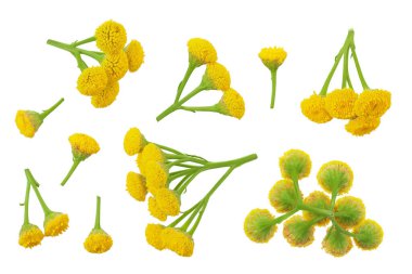 Tansy çiçeği ya da Tanasetum vulgare beyaz arka planda izole edilir. Üst Manzara. Düz yatıyordu.