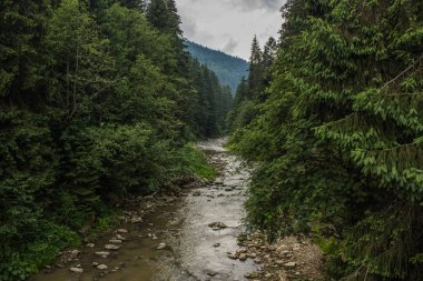 dağ nehir orman doğa manzara çevre arasında