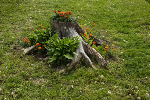 stump with flowers garden art object concept and empty space for copy or text on green grass