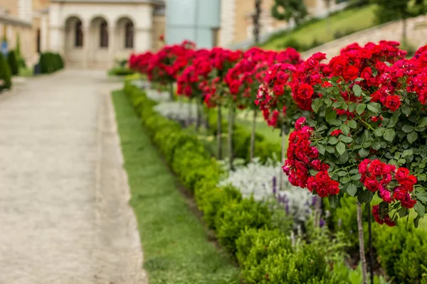 Fiori Rossi Nel Verde Giardino Parco Spazio Nel Vecchio Cortile — Foto Stock