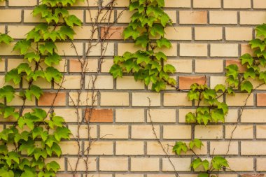 kopya veya metin için boş alan, yeşil bitki çerçeve arka plan ile parlak tuğla duvar