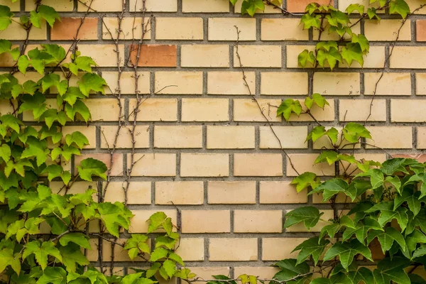 Helle Ziegelwand Mit Grünem Pflanzenrahmen Hintergrundkonzept Mit Leerraum Für Text — Stockfoto