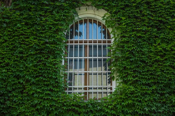 Symmetrie Konzept Bogenfenster Wand Aus Grünen Pflanzen — Stockfoto