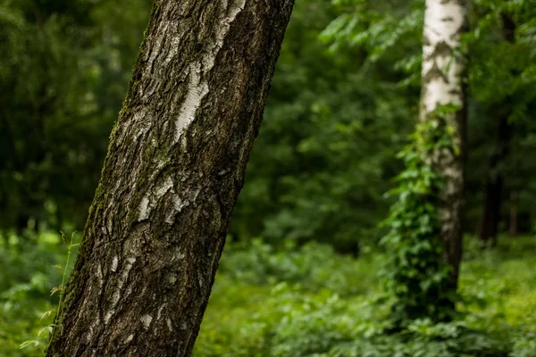 Bomen Groene Zomer Diep Bos Natuur Landschap Concept — Stockfoto