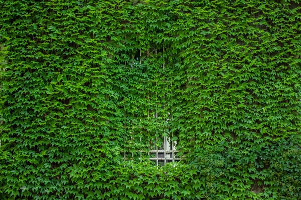 Obloukovým Oknem Skrytý Zdi Zelených Rostlin Pozadí Textury Koncept Prázdný — Stock fotografie