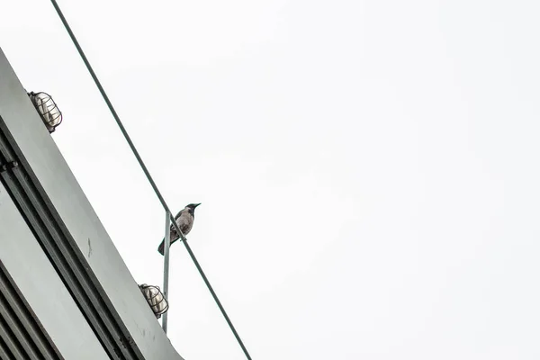 Cuervos Pájaro Animal Retrato Concepto Soledad Con Parte Construcción Del — Foto de Stock