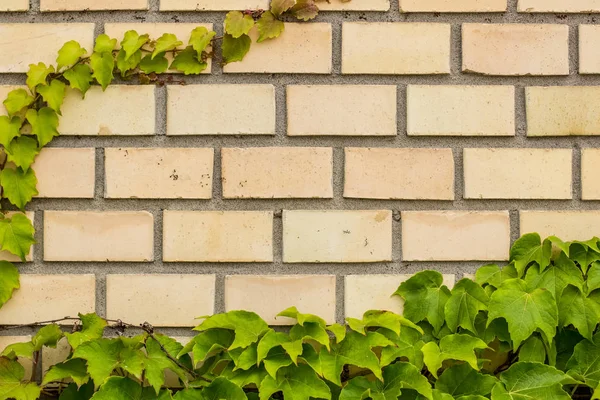 bright brick wall in green plants frame concept with empty space for copy or text