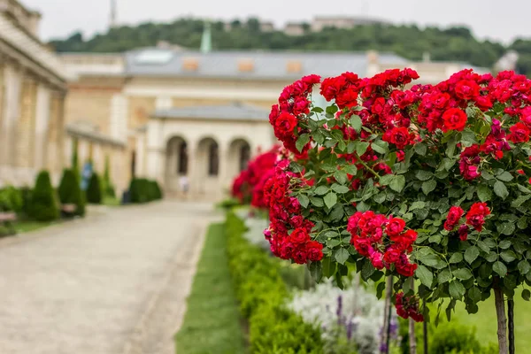 yeşil bahçe alanı yakınındaki Sarayı bahçesinde sokakta kırmızı çiçekler
