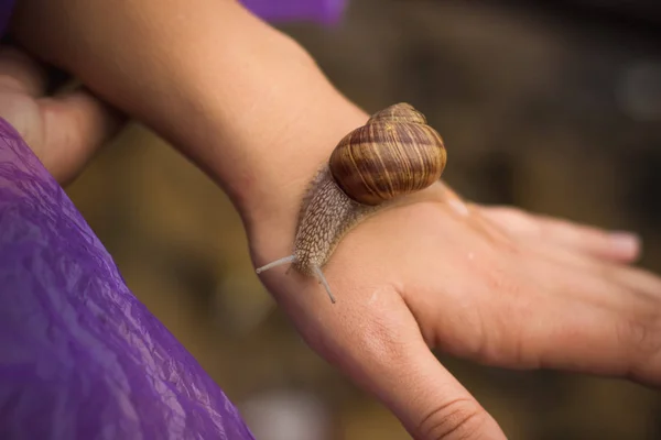 Cerca Caracol Pequeño Animal Retrato Mano Femenina —  Fotos de Stock