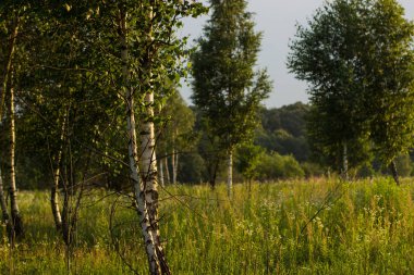 güneşli bir gün zaman yaz yeşil doğa orman manzara parlak renkli huş ağacı
