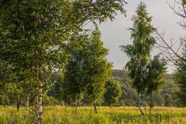 güneşli bir gün zaman yaz yeşil doğa orman manzara parlak renkli huş ağacı