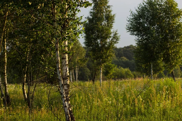 güneşli bir gün zaman yaz yeşil doğa orman manzara parlak renkli huş ağacı