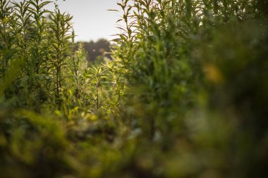 duvar kağıdı veya arka plan kavramı için yumuşak odak derin yüksek renkli çimen doğa manzara çevre kavram