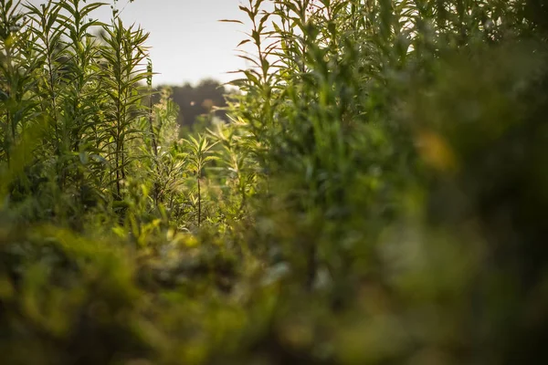 duvar kağıdı veya arka plan kavramı için yumuşak odak derin yüksek renkli çimen doğa manzara çevre kavram