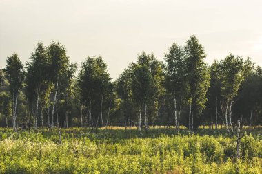 huş ağacı orman doğa manzara yaz sabah zaman kimse ile