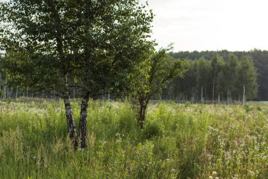 huş ağacı orman doğa manzara yaz sabah zaman kimse ile