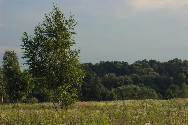 huş ağacı orman doğa manzara yaz sabah zaman kimse ile