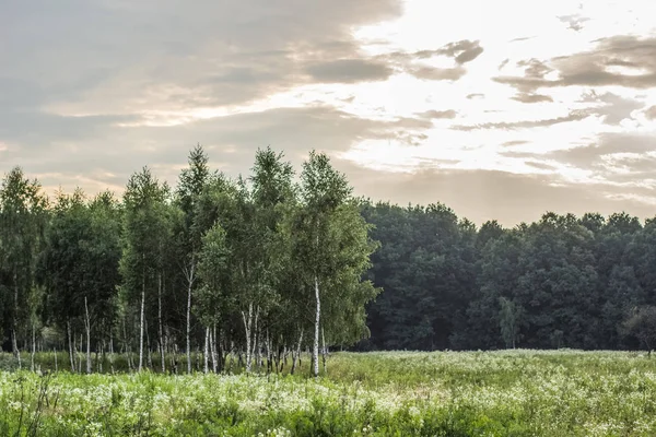 huş ağacı orman doğa manzara yaz sabah zaman kimse ile