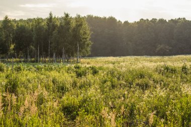 Orman alanı doğa manzara ve güneş ışığı kamaşma parlak renkler ve kimse ile akşamları güneş ayarlamak zaman önce huş ağacı