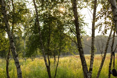 Orman alanı doğa manzara ve güneş ışığı kamaşma parlak renkler ve kimse ile akşamları güneş ayarlamak zaman önce huş ağacı