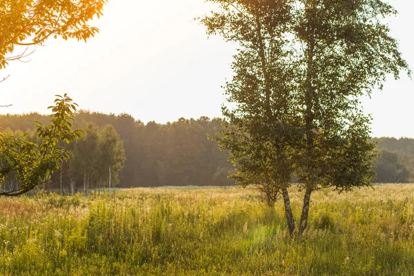 Orman alanı doğa manzara ve güneş ışığı kamaşma parlak renkler ve kimse ile akşamları güneş ayarlamak zaman önce huş ağacı
