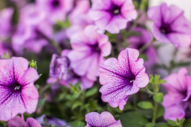 yumuşak odak mor çan pembe çiçekler makro doğa shoot