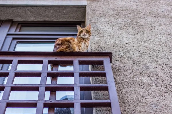 güzel kedi hayvan portre binanın balkonunda
